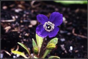 細梗綠絨蒿 細梗綠絨蒿