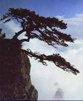 廬山松