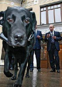 科尼[拉布拉多獵犬]