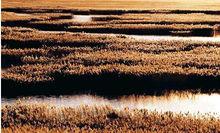 郁洋淀葦海觀光區