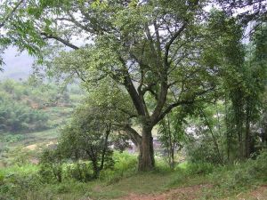 張科寨自然村 張科寨自然村