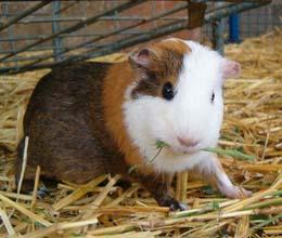 Guinea pig