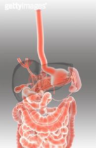 腸道濕熱證 腸道濕熱證