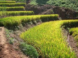 馬廠田自然村特色產業-水稻種植