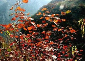 駝峰景區 駝峰景區