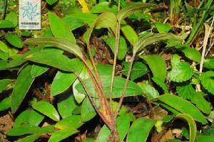 紫枝兔兒風 紫枝兔兒風