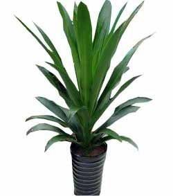 青葉葉門鐵 青葉葉門鐵