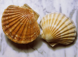 兩個扇貝殼