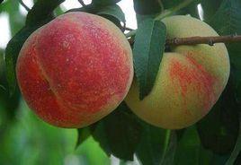 賀家莊鮮桃 賀家莊鮮桃