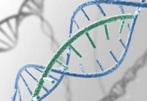 候選基因 候選基因