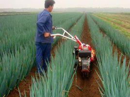 大蔥施肥法 大蔥施肥法