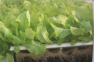 潮洲大肉甜芥 潮洲大肉甜芥