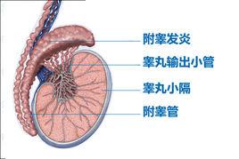 陰囊墜脹痛 陰囊墜脹痛