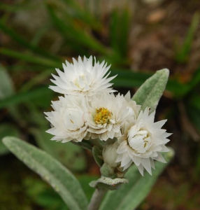 萎軟香青 萎軟香青