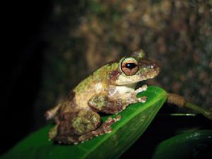 雄性庫蘭達樹蛙 