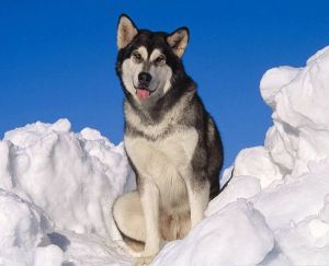 阿拉斯加愛斯基摩犬 阿拉斯加愛斯基摩犬