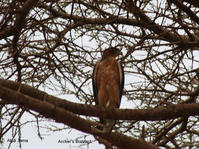阿切氏鵟 阿切氏鵟