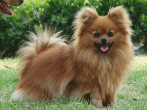 Pomeranian dog