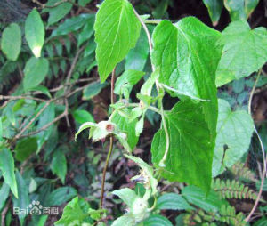 三角葉黨參 三角葉黨參