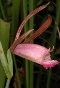 濕生科雷蘭 濕生科雷蘭