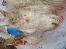 山羊焦蟲病 山羊焦蟲病