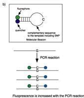 DNA限制性內切酶消化 DNA限制性內切酶消化