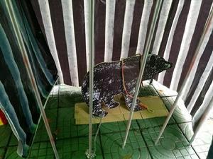 南農流協“動物福利——我與它們的未來”宣傳活動