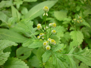 菊科魚眼草 菊科魚眼草