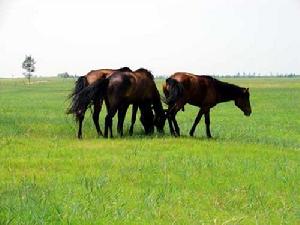 草原情殤 草原情殤
