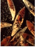 前後盤吸蟲病 前後盤吸蟲病