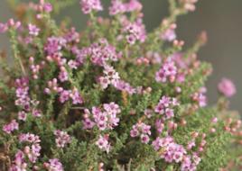 紅砂[側膜胎座目檉柳科植物]