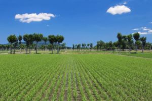 越後平原 越後平原