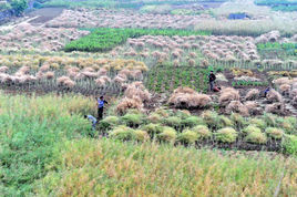 銀杏沱村 銀杏沱村