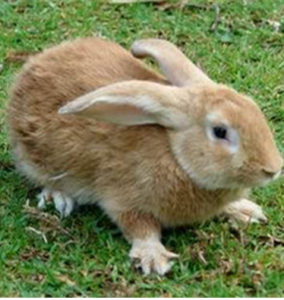 福建黃兔 福建黃兔