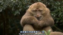 然而猴王早就看穿了一切 然而猴王早就看穿了一切