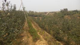 膠南市寶山鎮尚莊村 膠南市寶山鎮尚莊村