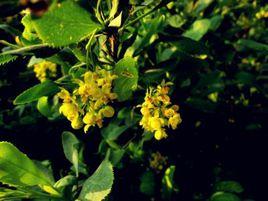 黃蘆木群體HLM-60 黃蘆木群體HLM-60