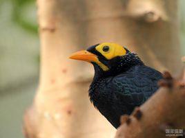 黃臉樹八哥 黃臉樹八哥