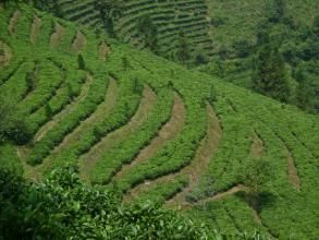 那倮果村 那倮果村