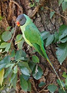 灰藍頭鸚鵡 灰藍頭鸚鵡