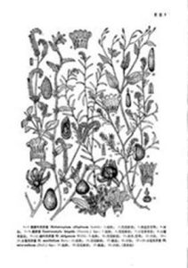 大苞天芥菜 大苞天芥菜