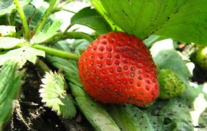 憶江南生態草莓園