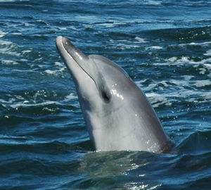 南寬吻海豚 南寬吻海豚