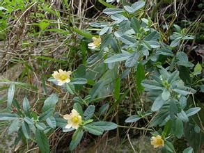 湖南黃花稔 湖南黃花稔