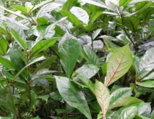 闊葉槭(原變種) 闊葉槭(原變種)