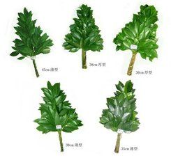 隱脈楊桐 隱脈楊桐