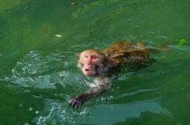 水生類人猿 水生類人猿