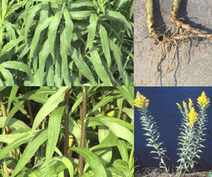 一支黃花 一支黃花