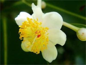 廣西藤黃 廣西藤黃