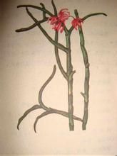 顯脈松寄生 顯脈松寄生